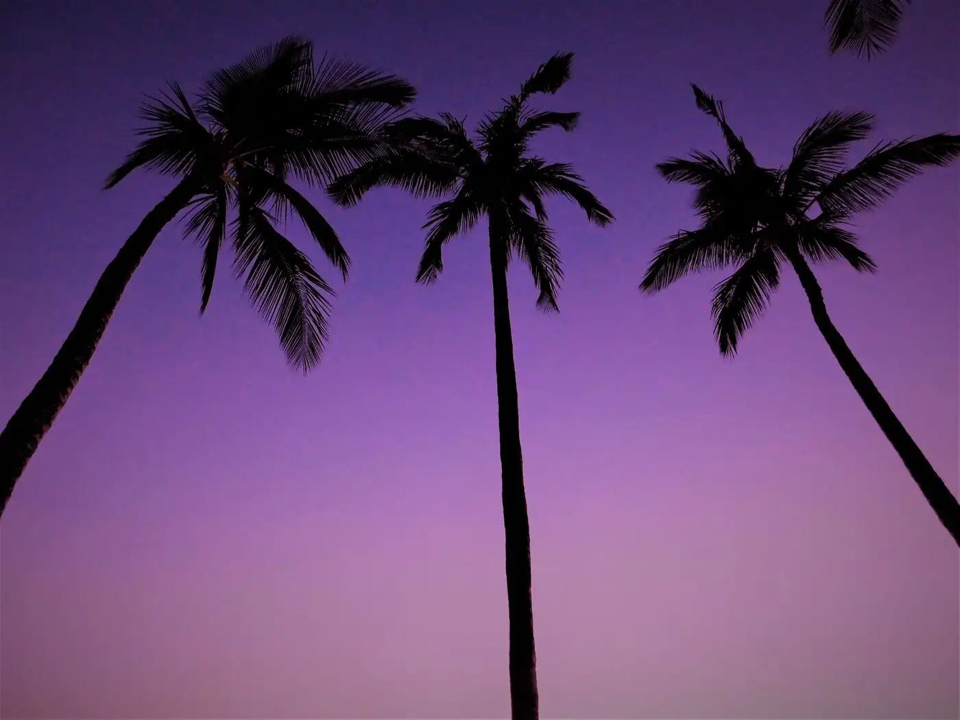 Palm trees silhouetted against a purple Florida sunset sky